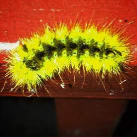 Caterpillar