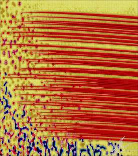 Cell Migration