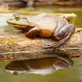 Bullfrog