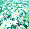 Daisy Field