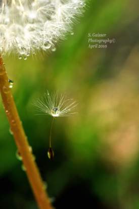 Dandelion drop